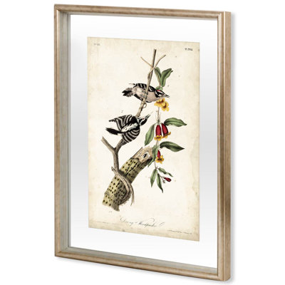 «Delicate Bird and Botanical IV» par John James Audubon, reproduction d'art encadrée sous verre