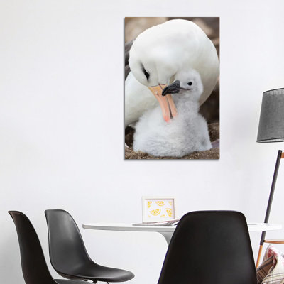 Adult And Chick On Tower-Shaped Nest. Black-Browed Albatross, Falkland Islands. by Martin Zwick - Wrapped Canvas Print