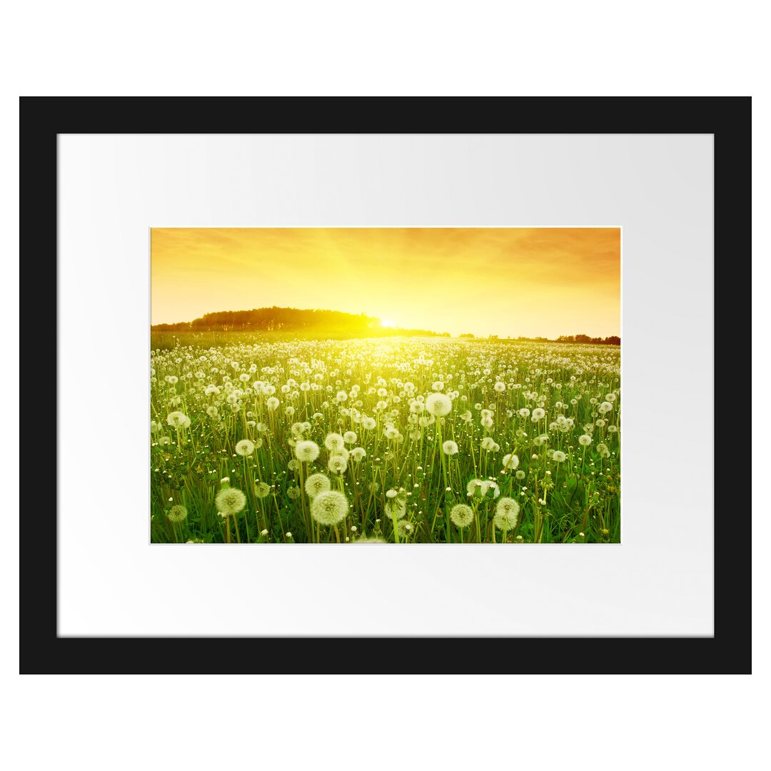 Gerahmtes Poster Pusteblumen Sonnenuntergang