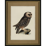 Antique Owl I Print
