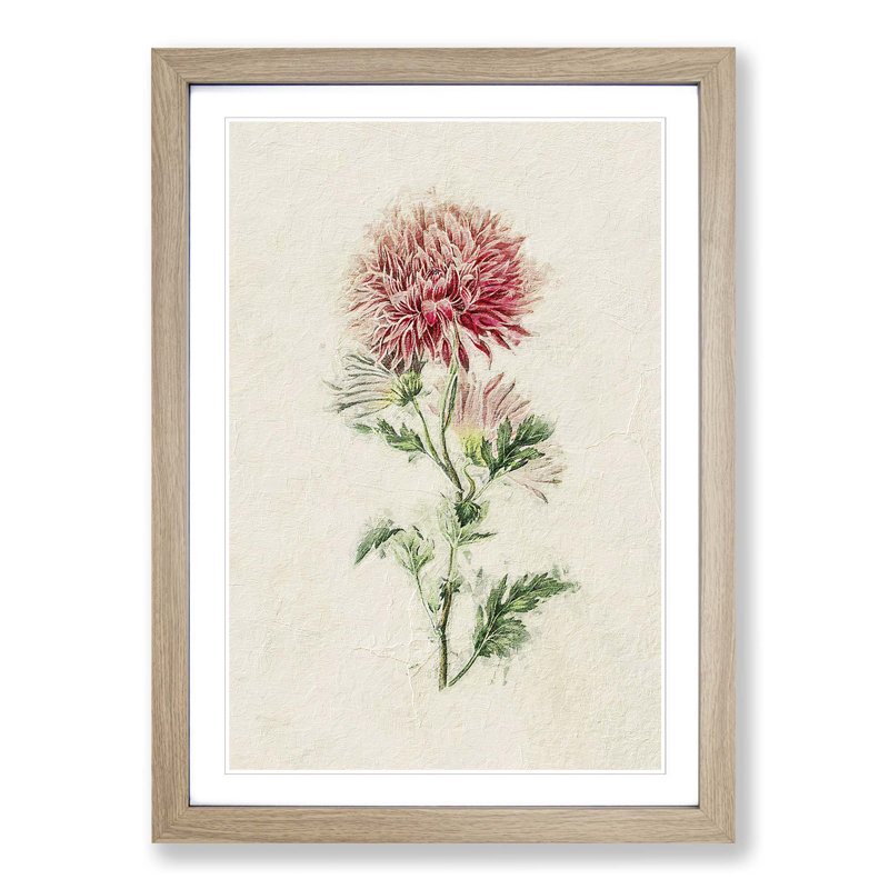 Illustration of Pink Chrysanthemums - Picture Frame Painting Print, Oak Framed, 36cm H x 27cm W x 2cm D