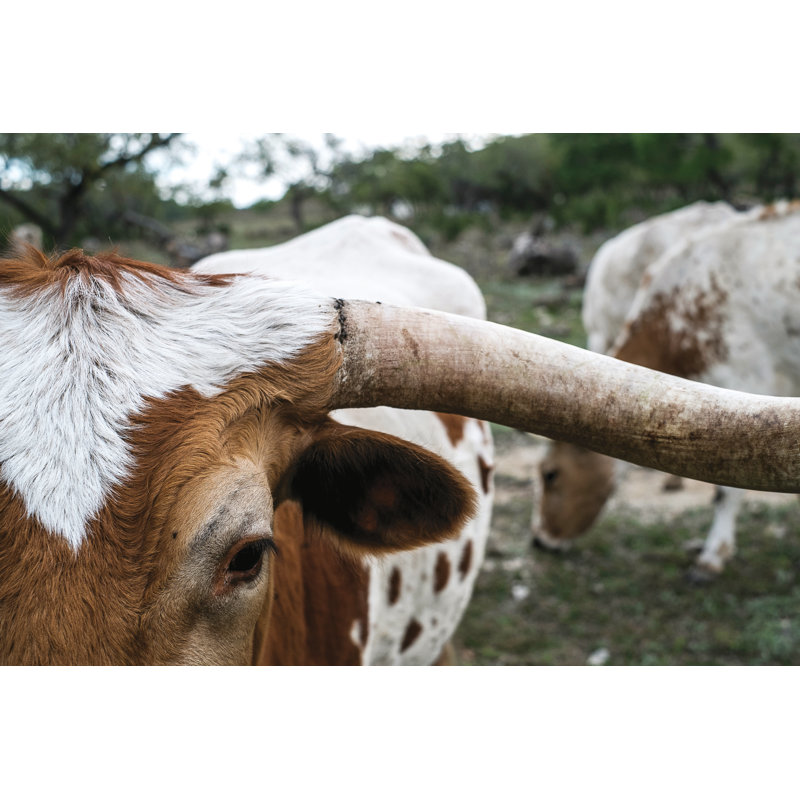 White And Brown Close Up Steer - Wrapped Canvas Art Prints, 81cm H x 122cm W x 3.8cm D