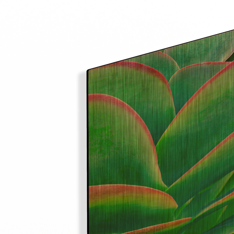 'Succulent VIII' By Dennis Frates Gold Metal Wall Art, 12" x 16", 12"x16"
