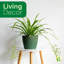 Live Spider Plant