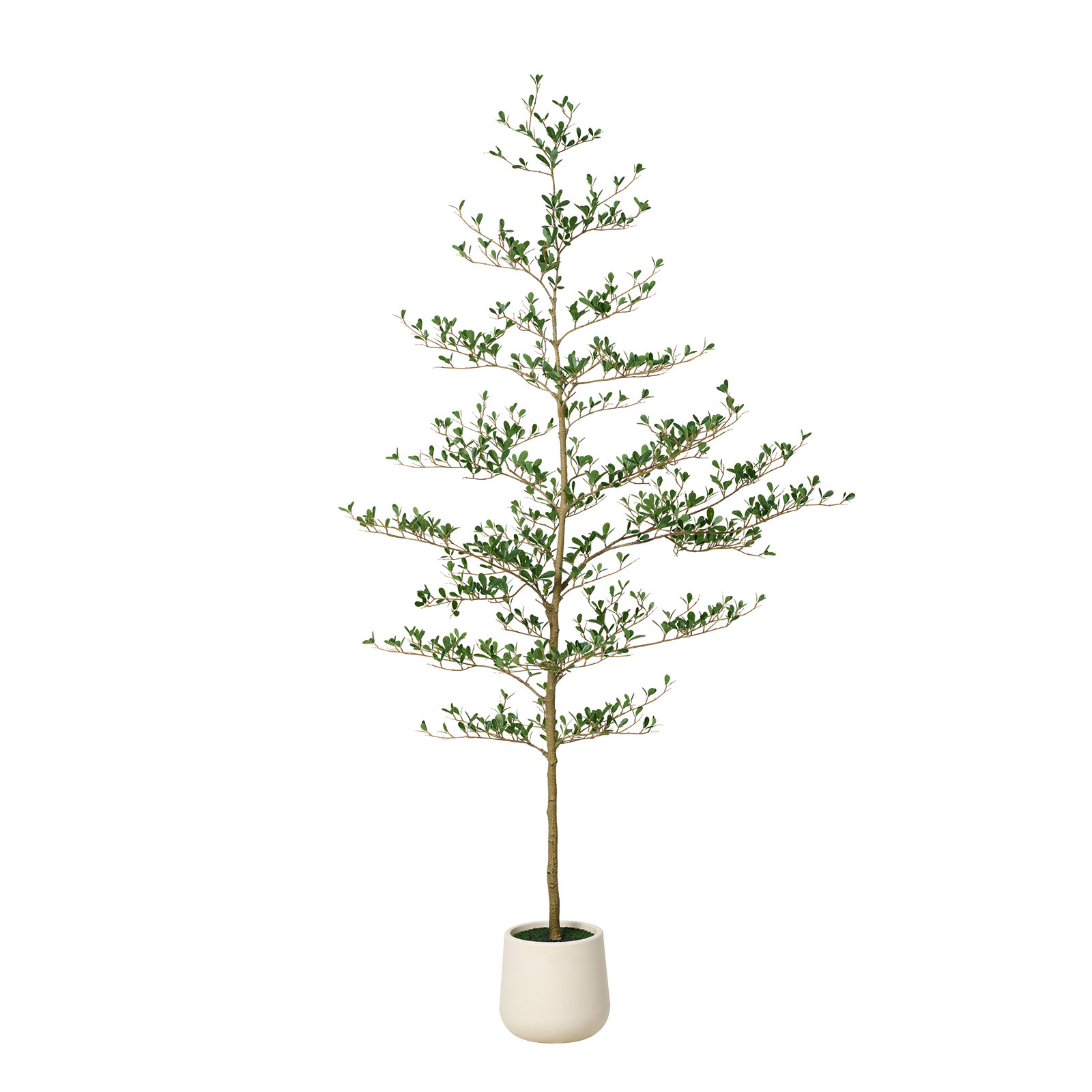 Adcock Olive Tree in Planter, 84" H x 28" W x 28" D