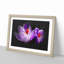 Purple Crocus Flower - Picture Frame Graphic Art Print-56861756-56861755