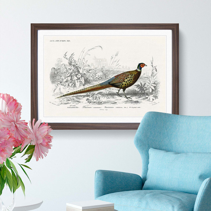 Pheasant Illustration by Charles D' Orbigny - Picture Frame Painting Print, 36cm H x 48cm W x 2cm D, Walnut Framed