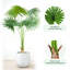 Anharika Faux Fan Palm Tree Plant-747657895