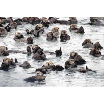 Raft Of Wild Sea Otters Resting In Calm Ocean Water by Dougall_Photography - No Frame Print on Canvas