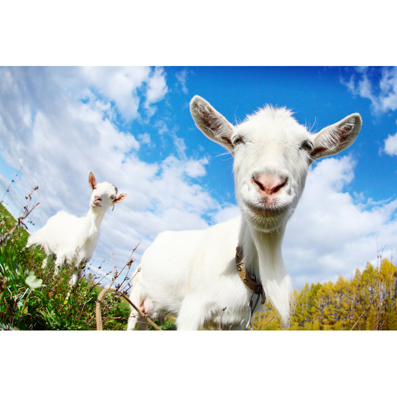 Goat by Mihtiander - Wrapped Canvas Print, 30cm H x 46cm W x 3.8cm D