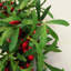 Faux 60cm Wreath