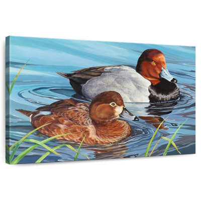 Redheads Ducks