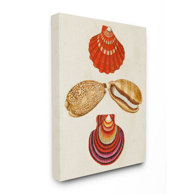 " Antique Brown Speckled Red Striped Sea Shell Art " by G.W. Knorr