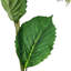 French Hydrangea   Set of 6   9" x 6" x 34"   Multicolor