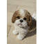 Shih Tzu debout