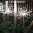 Solar Twinkle Luminary & Pathway Lights-68311264