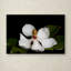 « magnolia », reproduction de photo sur toile tendue-33556004