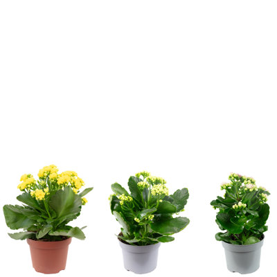 Almuth 3-Piece Plant Set