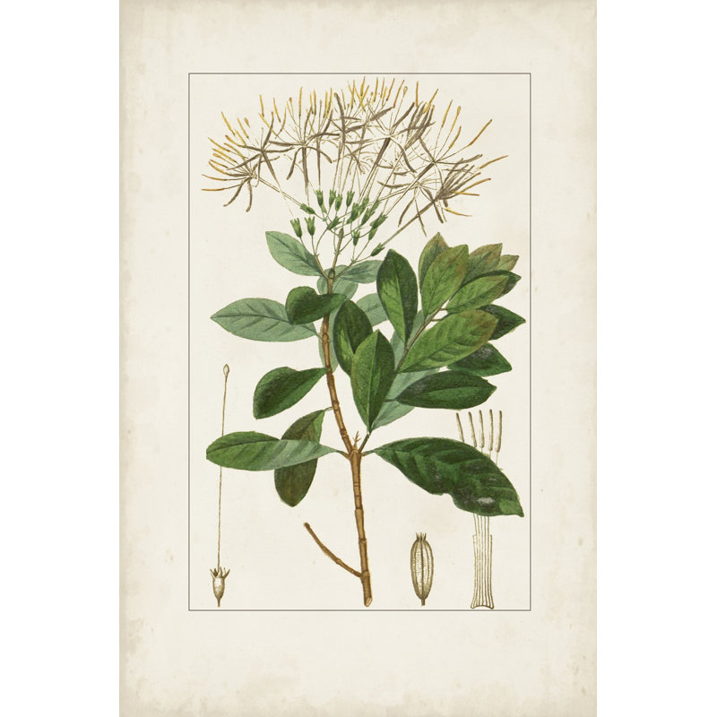 " Antique Turpin Botanical II " by Turpin Painting Print, 36" H x 24" W