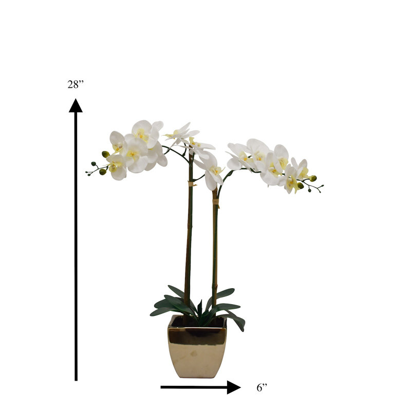 Orchidées florales en pot, Orchidée blanche, Or