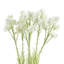 Pack of 6 x 60cm White Starflower