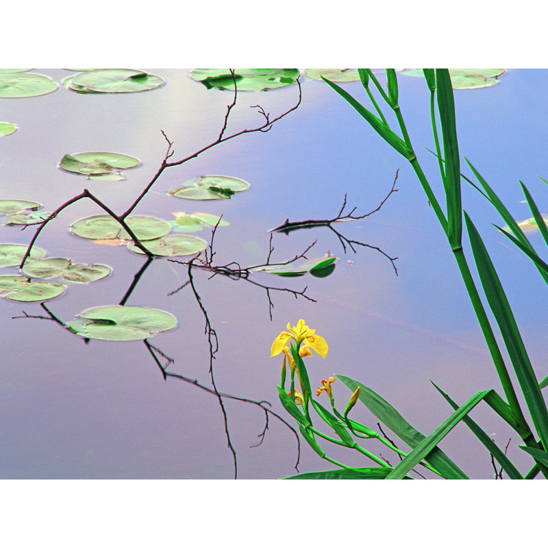 Iris And Lily Pad Design Print by Bruce Heinemann