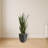 Sansevieria Artificial Plant in Black Planter