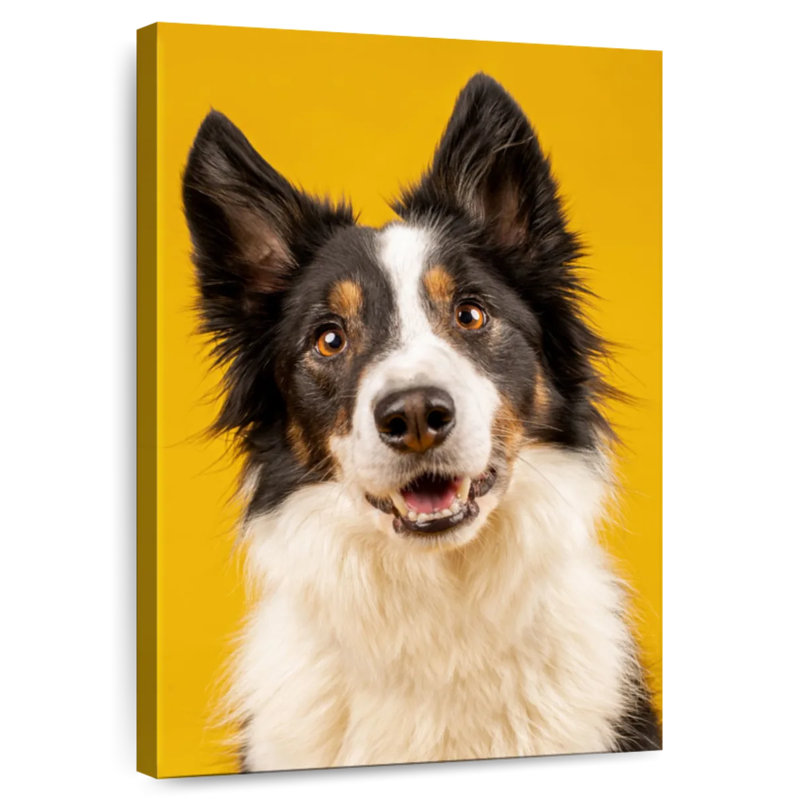 Brampt Adorable Border Collie, 24" H x 16" W