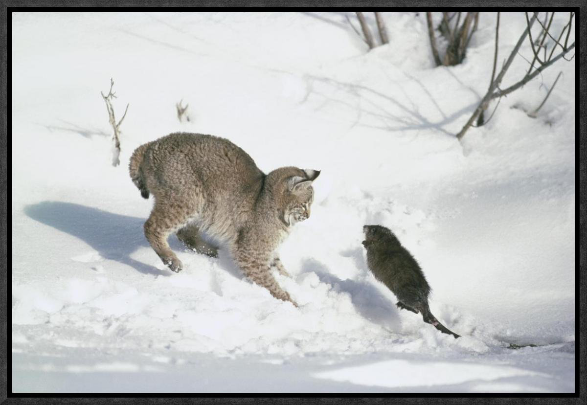 Global Gallery «Bobcat Hunting Muskrat in the Winter, Idaho» par ...