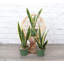 Live Variegated Snake Plant Set