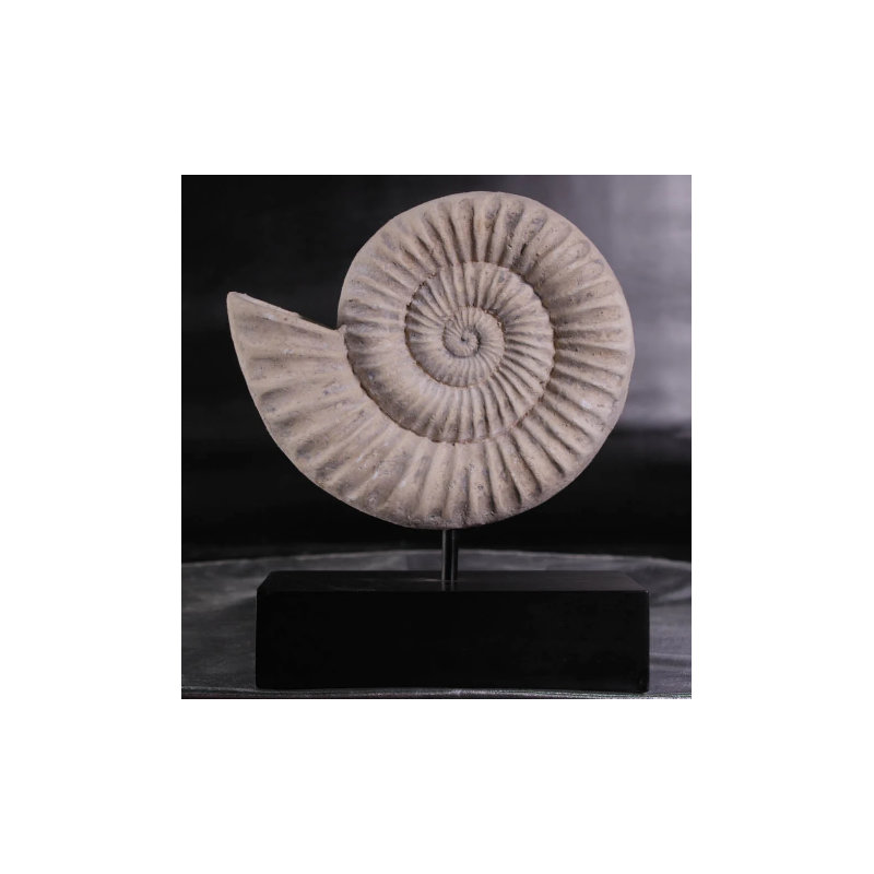 Statue en spirale de coquille fossile Algol