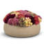 Ariane Sedum Arrangement-907699576