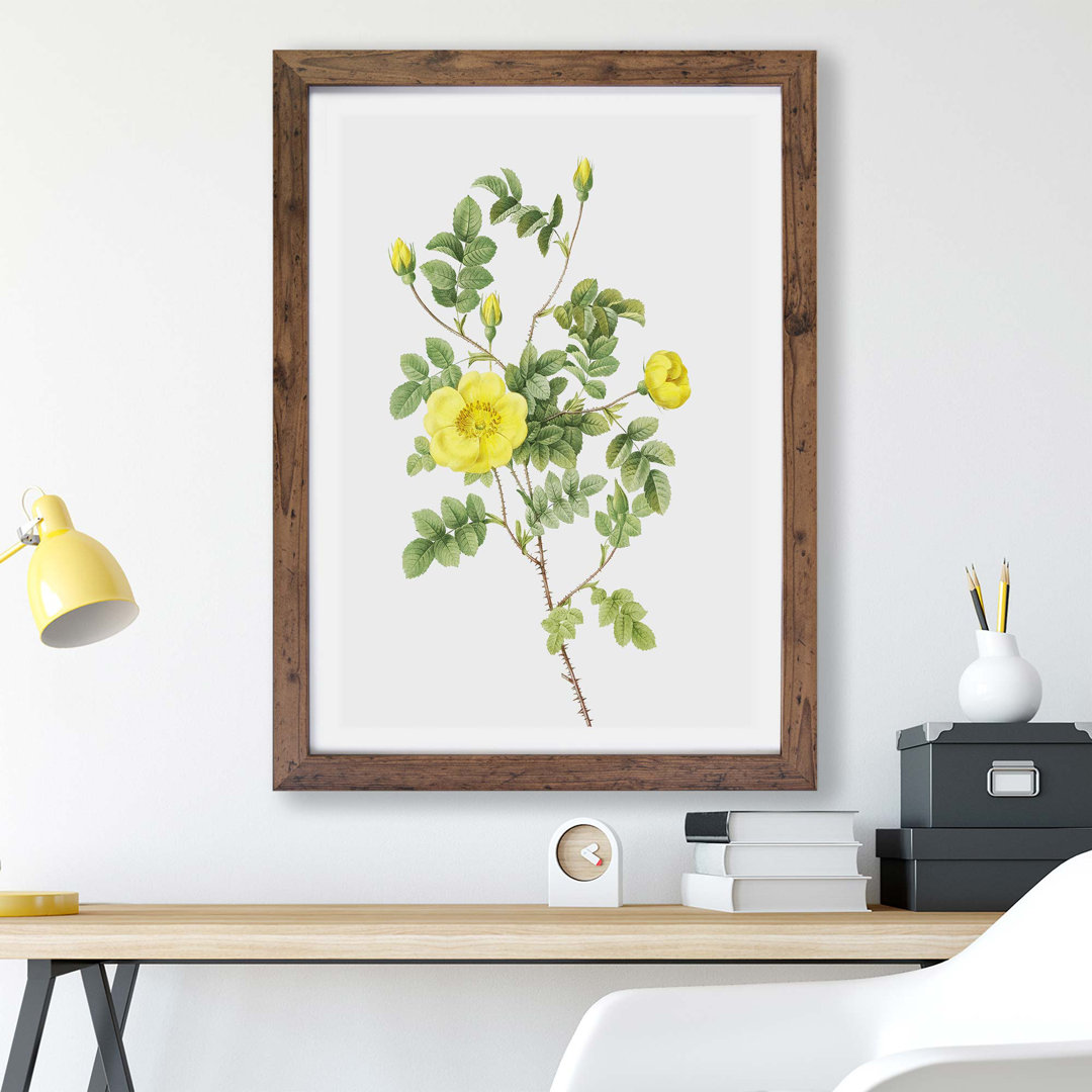 Sweetbriar Rose in Yellow by Pierre-Joseph Redoute - Framed Print