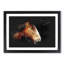Brown Shire Horse - Framed Print-56917122-56917128