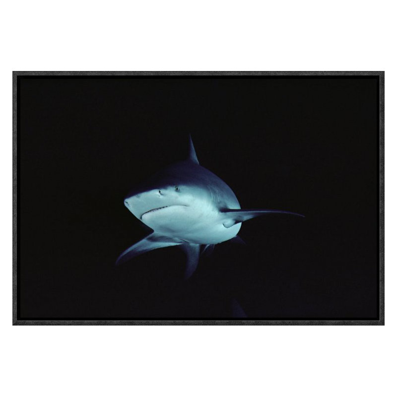 " Bull Shark Underwater Portrait, North America ", 12" H x 18" W, Black Framed