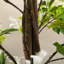150 cm H Faux Plant in Cement Pot