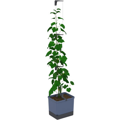Curt Cucumber Pot - Self watering Planter Pot with Trellis for Cucumbers, 20L soil capacity