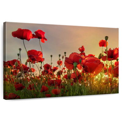Coquelicots Harnek