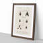 Insect Illustrations PL.6 by Charles d'Orbigny - Picture Frame Painting Print on MDF-55575989-55575985
