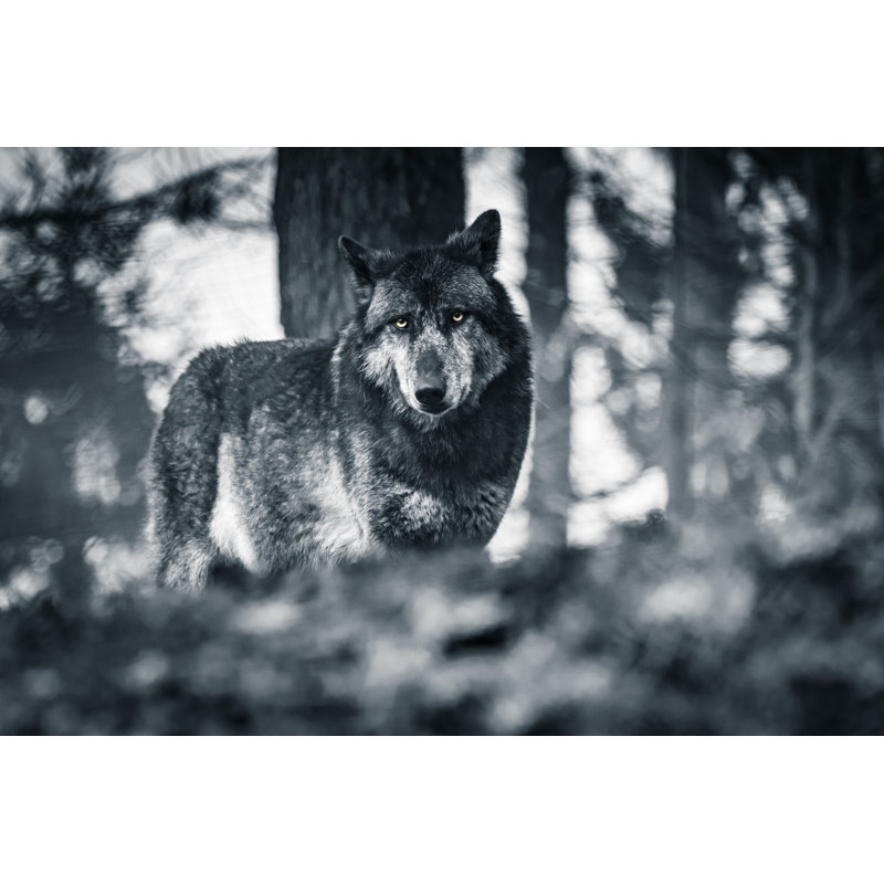 Plaistow Wolf Looking at Camera 1 Piece Wrapped Canvas Wall Art, 30cm H x 46cm W x 3.8cm D