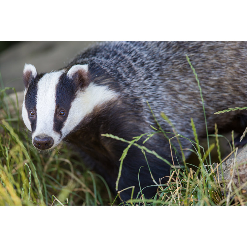 European Badger by Turbohampster - Wrapped Canvas Print, 30cm H x 46cm W
