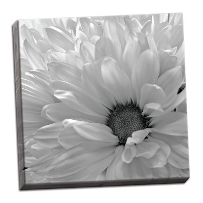 " Blooming Daisy I BW " by Monika Burkhart