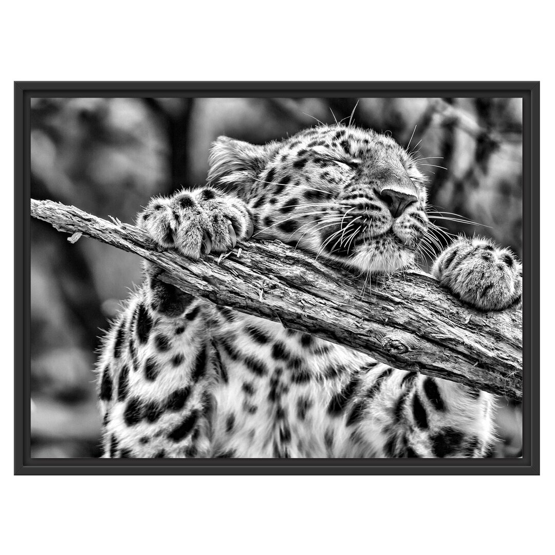 Gerahmtes Poster Playful Leopard