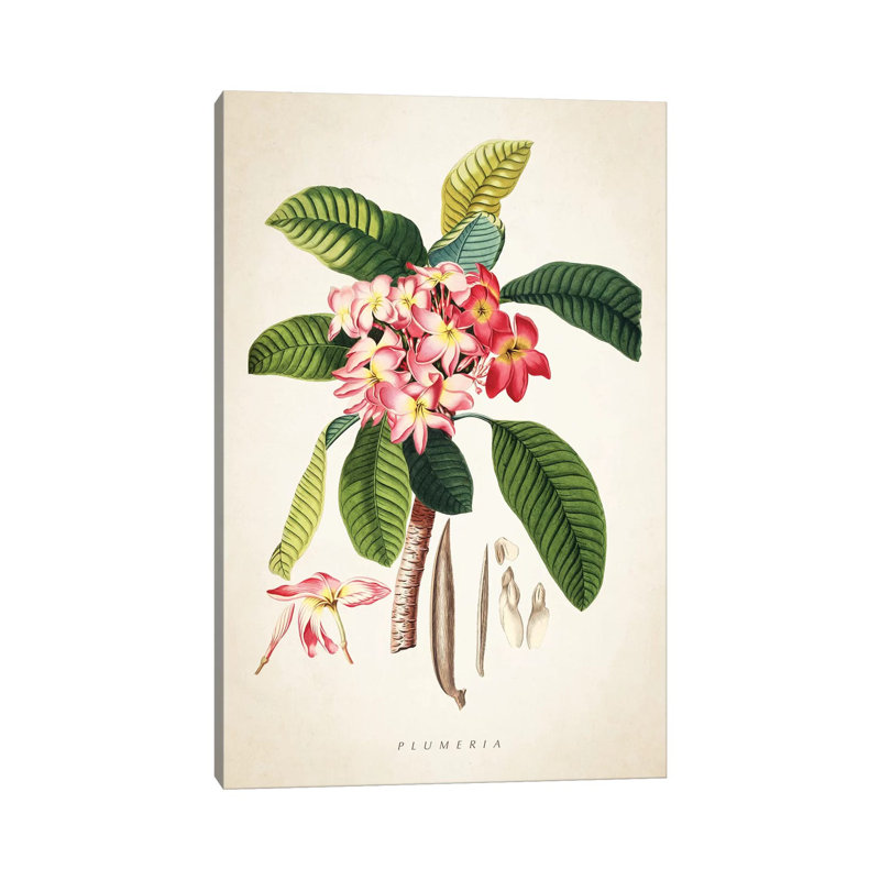 Plumeria Botanical Print - Wrapped Canvas Painting, 66.04 cm H x 45.72 cm W