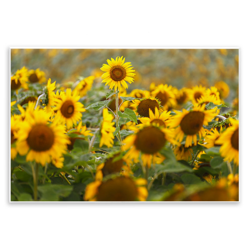 Plaque murale centrale tournesol dans un pré, design par Andy Crawford, H 13 po x l 19 po