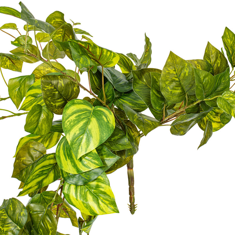 Buisson Pothos