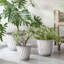 Leilani Planter-940188500