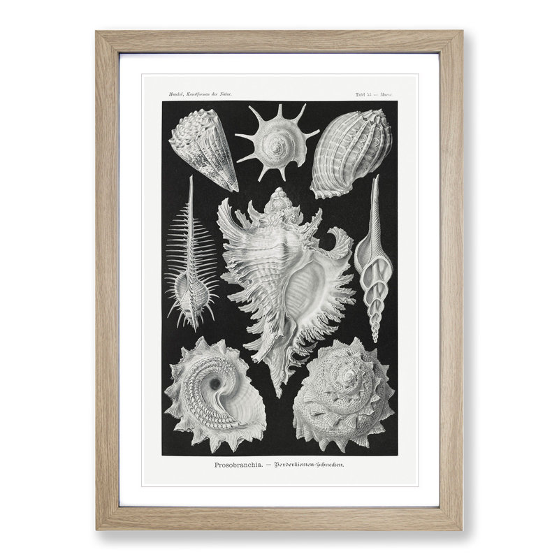 Prosobranchia Sea Snails by Ernst Haeckel - Framed Print, 65cm H x 48cm W x 2cm D, Oak Framed