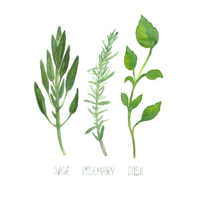 " Watercolor Kitchen Herbs "
