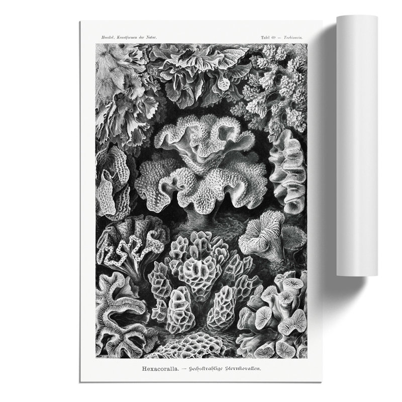 Hexacorallia Coral Vol.2 1 Piece Wall Art, 59cm H x 42cm W x 0.1cm D
